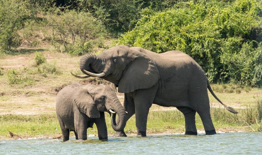 Comparing Uganda’s National Parks