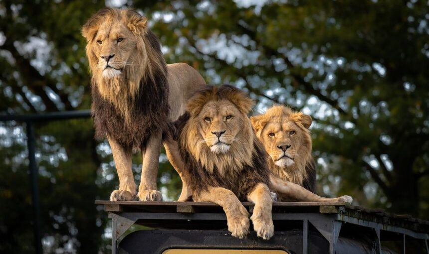 Top 5 Safari Parks in Uganda You Shouldn’t Miss